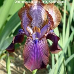 Arilbred Iris (Iris 'Stolon Ginger')