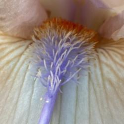 Intermediate Bearded Iris (Iris 'Concertina')