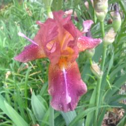 Tall Bearded Iris (Iris 'Horned Dragonfly')