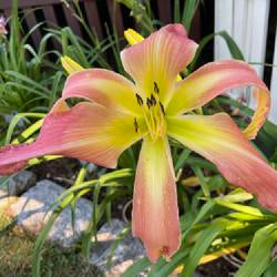 Daylily (Hemerocallis 'Webster's Pink Wonder')