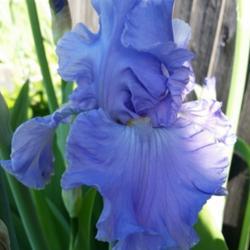Tall Bearded Iris (Iris 'Full Tide')