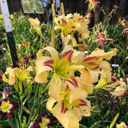 Daylily (Hemerocallis 'Love to Joe Marohl')
