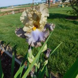 Tall Bearded Iris (Iris 'Obi-Wan Kenobi')
