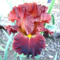 Tall Bearded Iris (Iris 'Valentino')