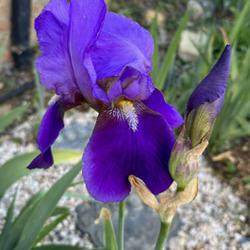 Tall Bearded Iris (Iris 'William A. Setchell')