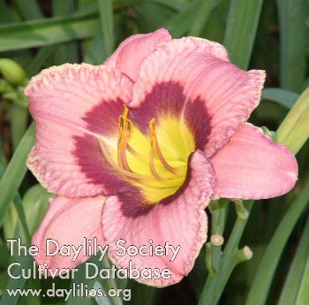Always Afternoon (AHS Daylily Database)