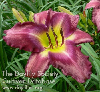 Anna Sophia (AHS Daylily Database)
