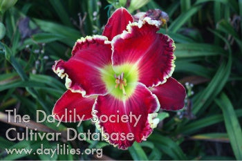 Big Red Riding Hood (AHS Daylily Database)