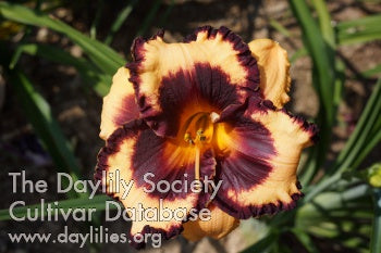 Cocoa Bandit (AHS Daylily Database)