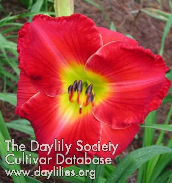 Crimson Flood (AHS Daylily Database)