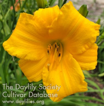 Disco Twinkies (AHS Daylily Database)