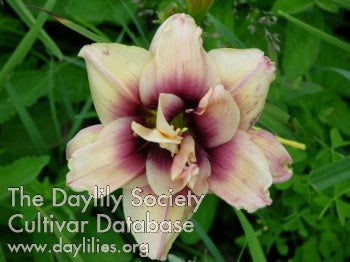 Double Magnolia (AHS Daylily Database)