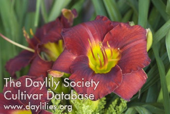 Duke of Earl (AHS Daylily Database)