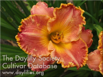 Eternity Road (AHS Daylily Database)