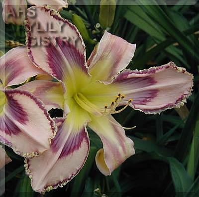 Entwined in the Vine (AHS Daylily Database)