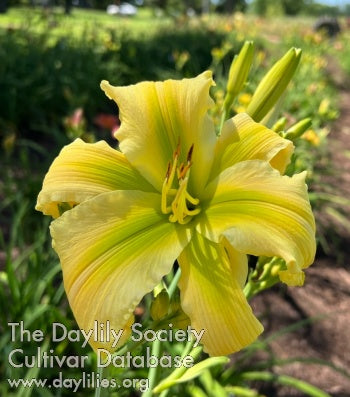 Itchita Copita Melaka Mystica (AHS Daylily Database)