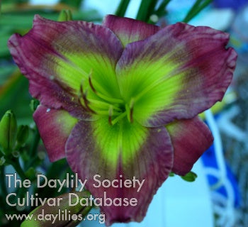 Julie Covington (AHS Daylily Database)