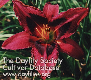 Killer Queen (AHS Daylily Database)