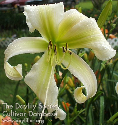 s Thin Ice (AHS Daylily Database)