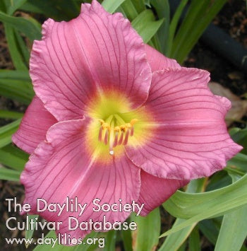 Little Grapette (AHS Daylily Database)