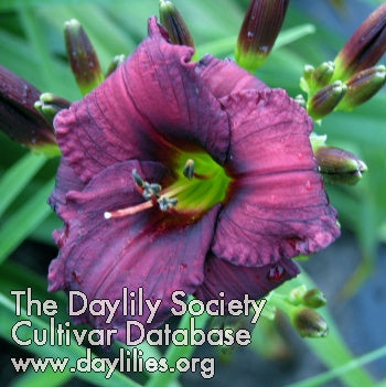 Black Buds (AHS Daylily Database)