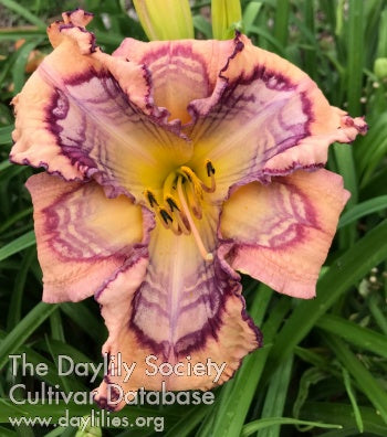 Lord of Creation (AHS Daylily Database)