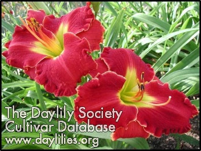 Mississippi Red Dragon (AHS Daylily Database)