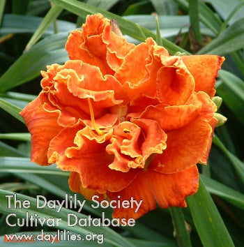 Fire (AHS Daylily Database)