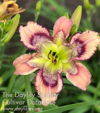 One Eyed Dragon (AHS Daylily Database)