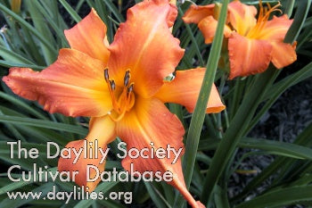 Primal Scream (AHS Daylily Database)
