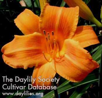 Rocket City (AHS Daylily Database)