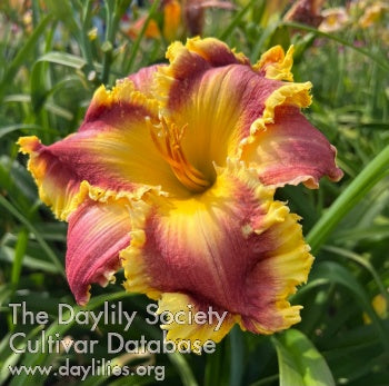 Raptor Your Heart Out (AHS Daylily Database)