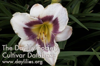 Raspberry Candy (AHS Daylily Database)