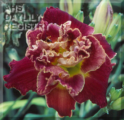 Root Beer Truffle (AHS Daylily Database)