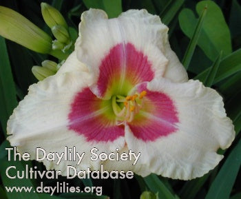Siloam Gumdrop (AHS Daylily Database)
