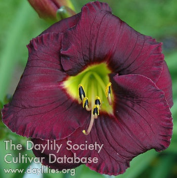 Shot in the Dark (AHS Daylily Database)