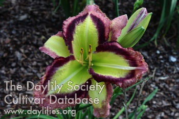 Smiling Cobra (AHS Daylily Database)
