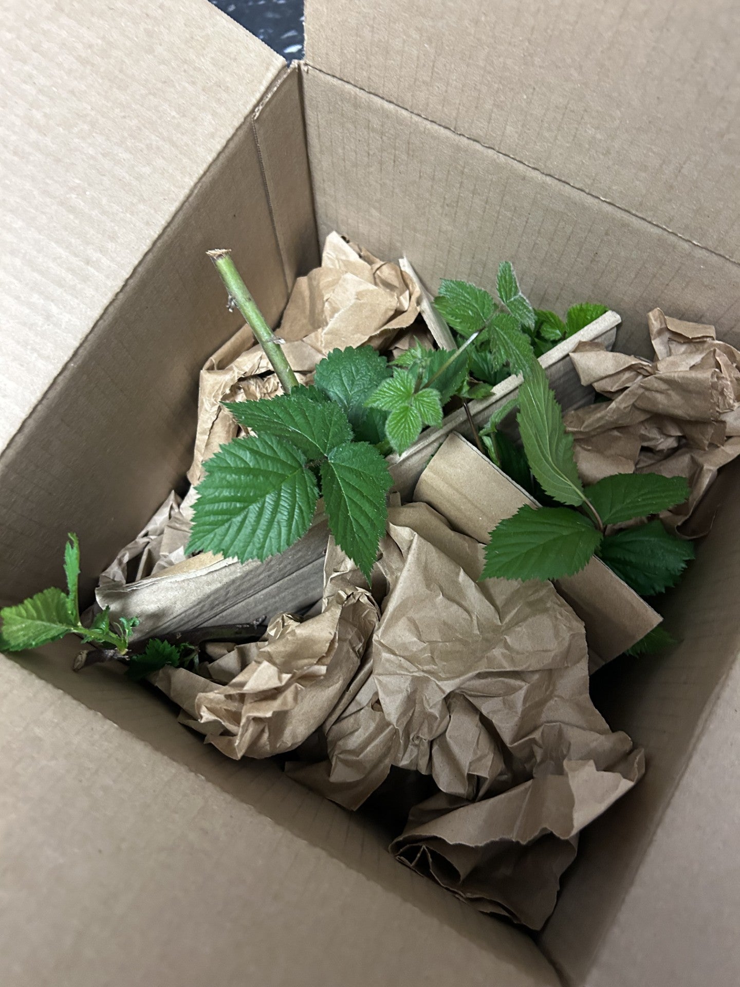 Tame Blackberry Plant (not potted)