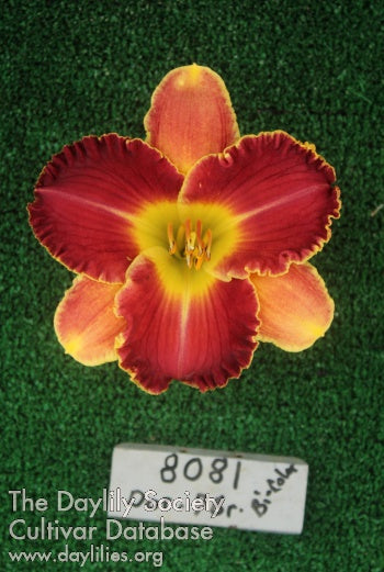 Topguns Tequila Nightmare (AHS Daylily Database)