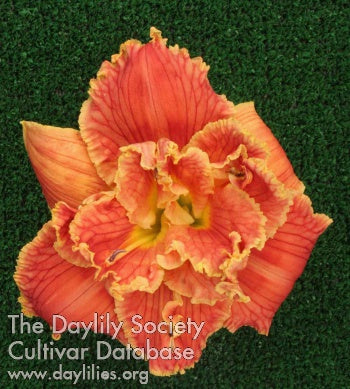 Topguns Check Me Out (AHS Daylily Database)