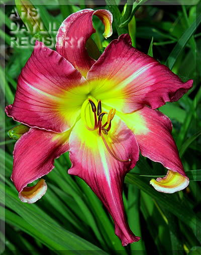 Topguns Neon Fandango (AHS Daylily Database)