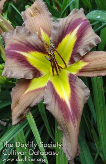 When Angels Cry (AHS Daylily Database)