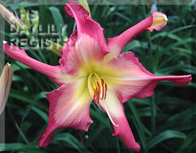White Eyes Pink Dragon (AHS Daylily Database)