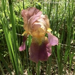 Tall Bearded Iris (Iris 'Rameses')