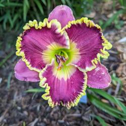 Daylily (Hemerocallis 'Sonya Starchak')