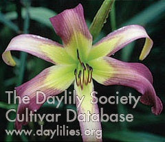Bali Watercolor (AHS Daylily Database)