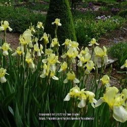 Tall Bearded Iris (Iris 'Flavescens')