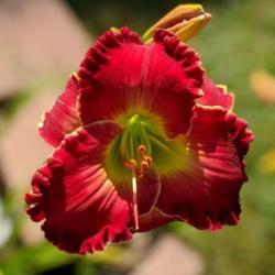Daylily (Hemerocallis 'Barbara Mandrell')