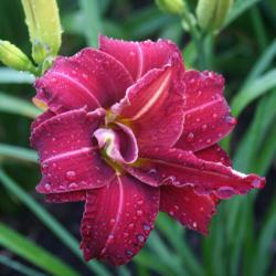 Daylily (Hemerocallis 'Red Velvet Cupcake')