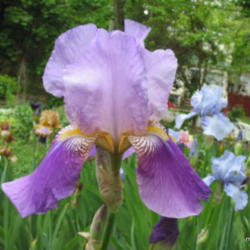 Tall Bearded Iris (Iris 'Susan Bliss')